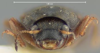 Media type: image;   Entomology 21793 Aspect: head frontal view